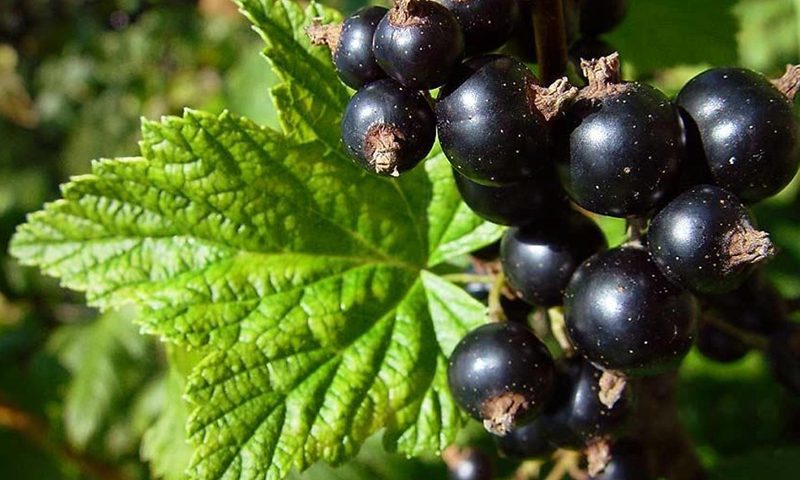 نت انگور فرنگی سیاه در عطرسازی